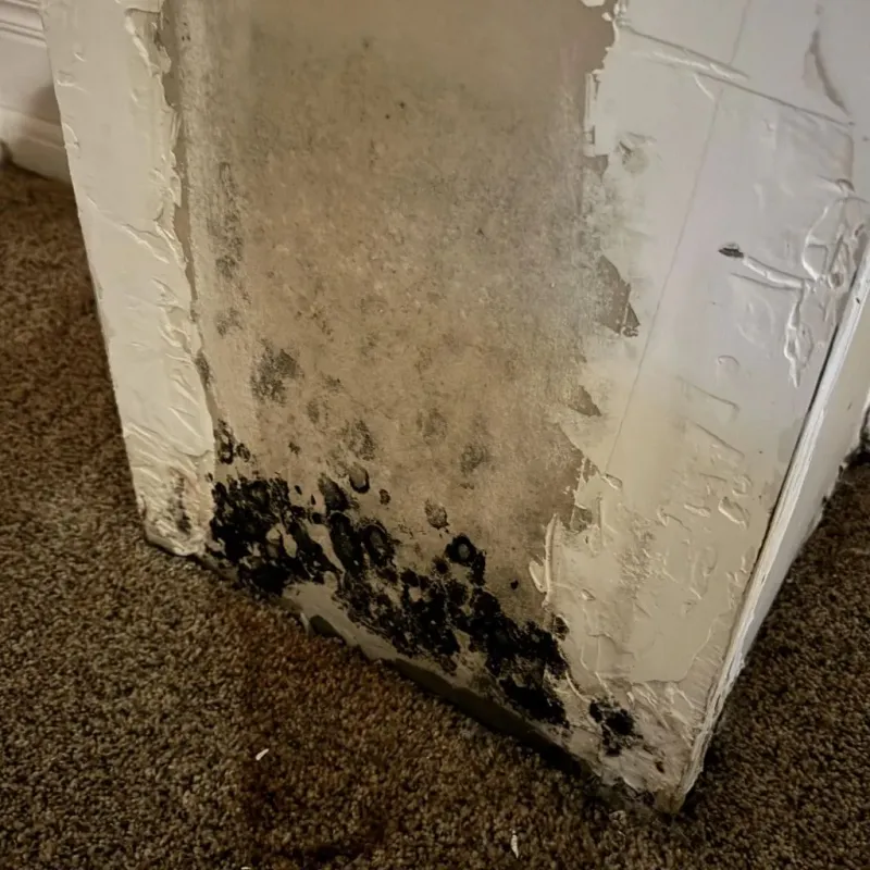 Professional Mold Removal in Goshen, AR
